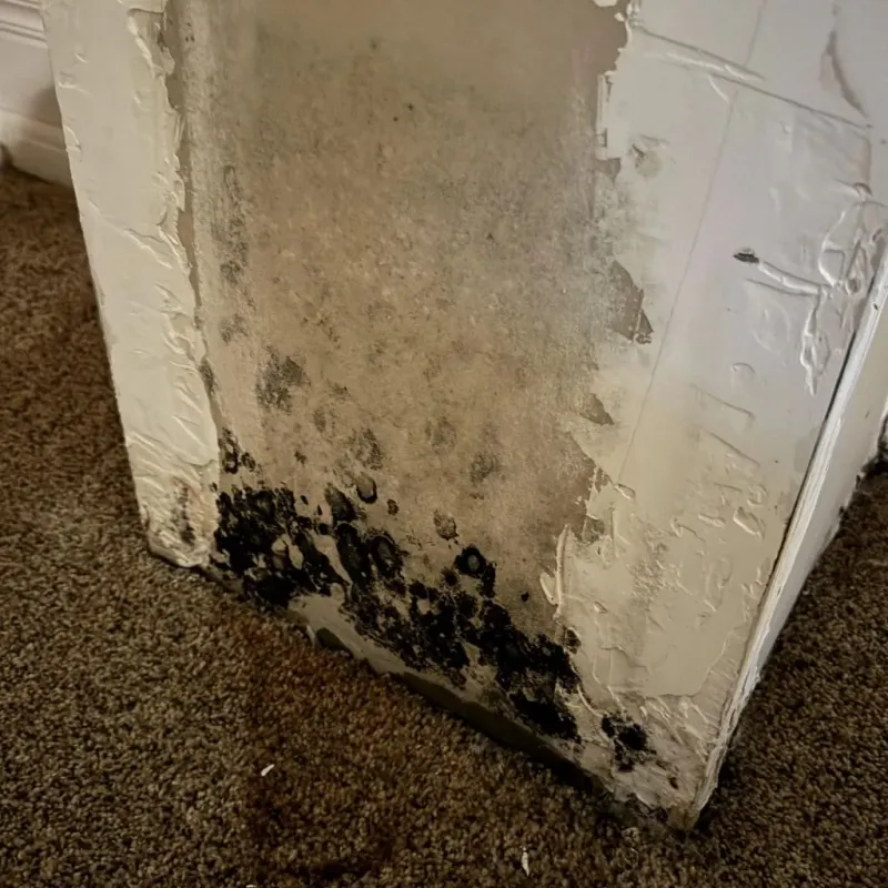 Professional Mold Removal in Pinebluff, NC